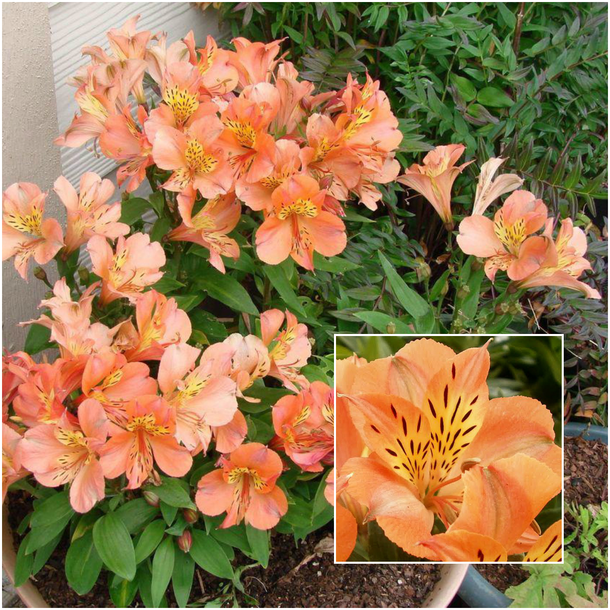 Inca ‘Husky’ Peruvian Lily